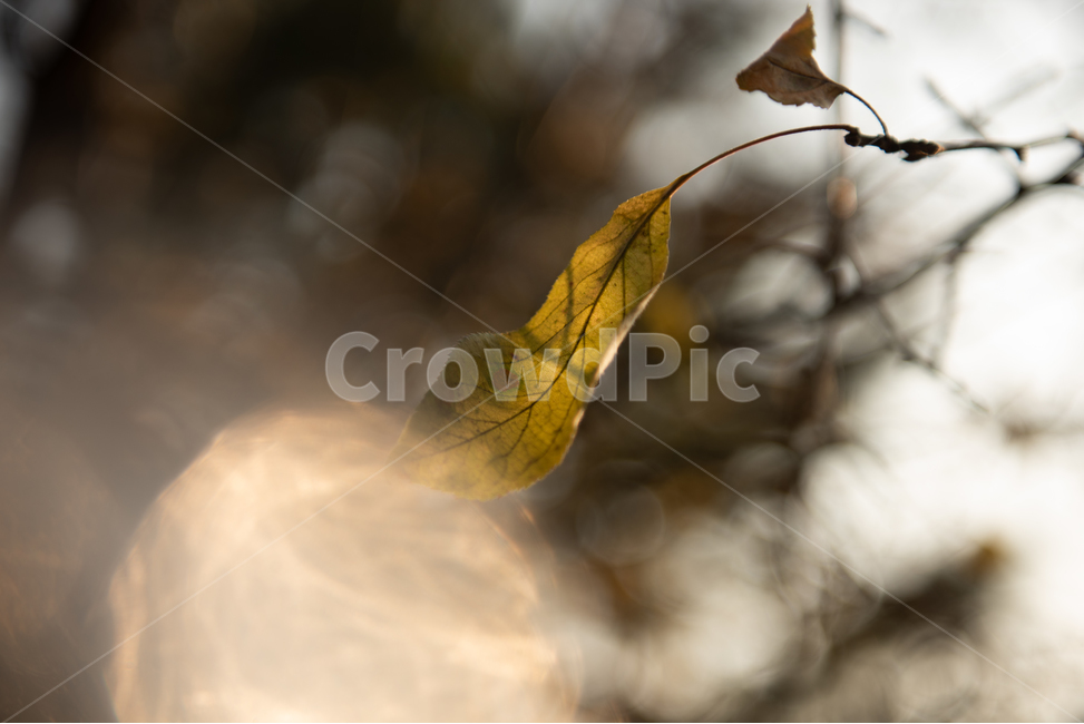 sunshine,blur,branch,trees,summer,sparkling,leaves,sunny,park,treebranches,green,abstracts,tree,dry,leaf,thin,outdoor,sunlight,blue,light,background,shiny,autumn