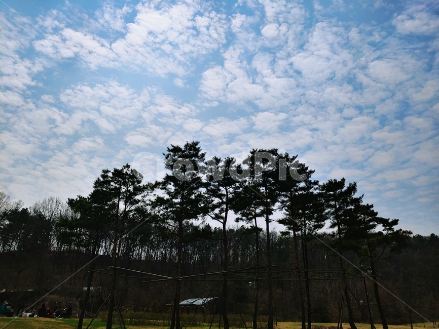구름,나무,숲,공원,하늘,자연,풍경,nature,landscape,tree,plant,식물,outdoors,옥외