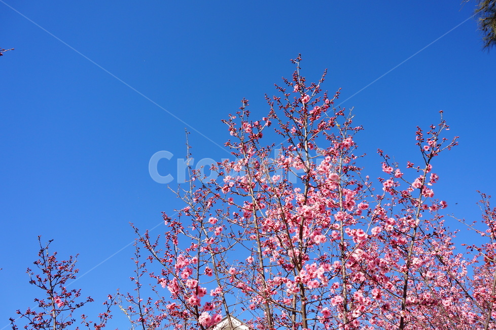 하늘,sky,flower,cherryblossom,벚꽃,매화,pinkflower,분홍색꽃,봄꽃,spring,springflower,봄,봄,계절,spring,season,plant,식물