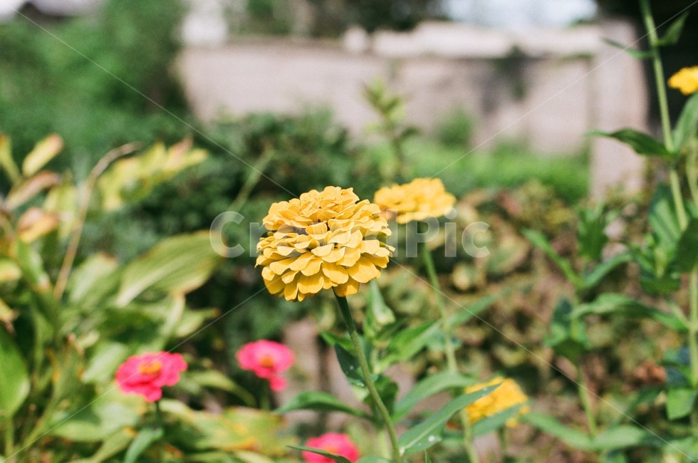 필름,필름카메라,감성,꽃,감수성,식물,자연,plants,nature,꽃,flower