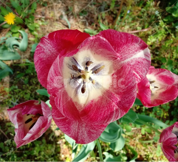 tulip,백합과,구근초,여러해살이화초,꽃,튤립,봄,식물,자연,springseasonflower