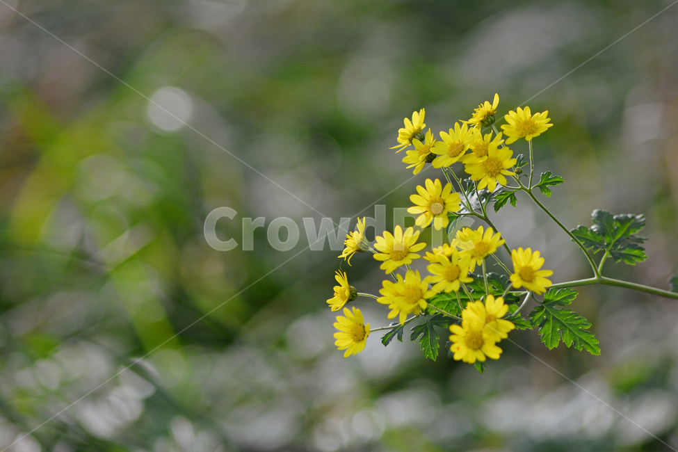 들국화,산국,국화과,노랑색꽃,가을꽃,보케,배경,플레어,백그라운드,background,wildflowers,plant,식물,꽃,빛망울,야외,옥외,들꽃,야생화,우리꽃,토종,향기,옐로우,bokeh,flare,식물,자연,plants,nature,꽃,flower