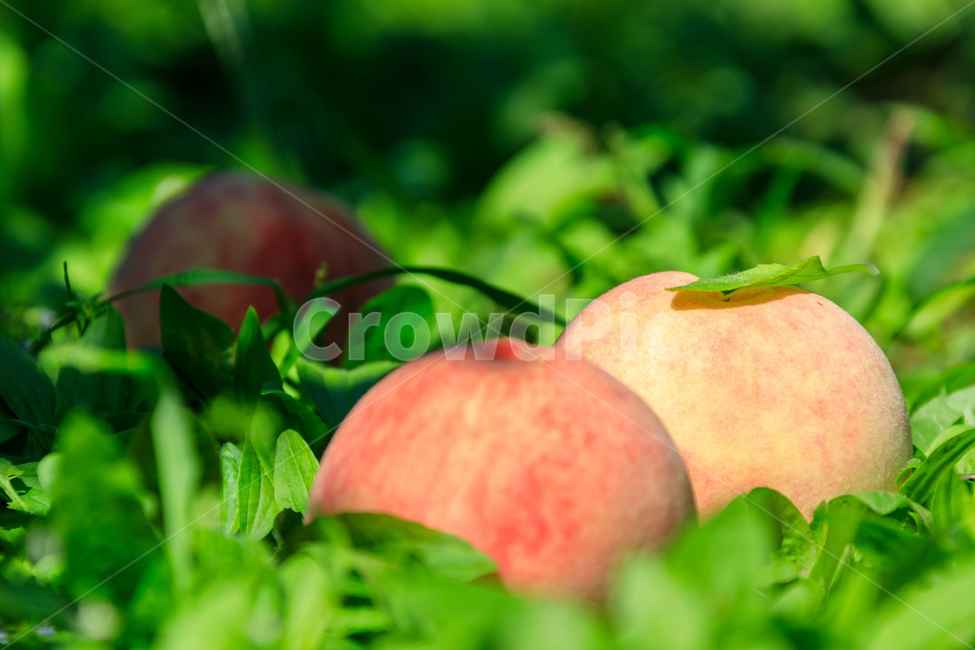 복숭아,과수원,식품,과일,수확,가을,익은,농업,과일,열매,fruit,산업,industry,industrial,농업,농사,agriculture,farming,farming industry