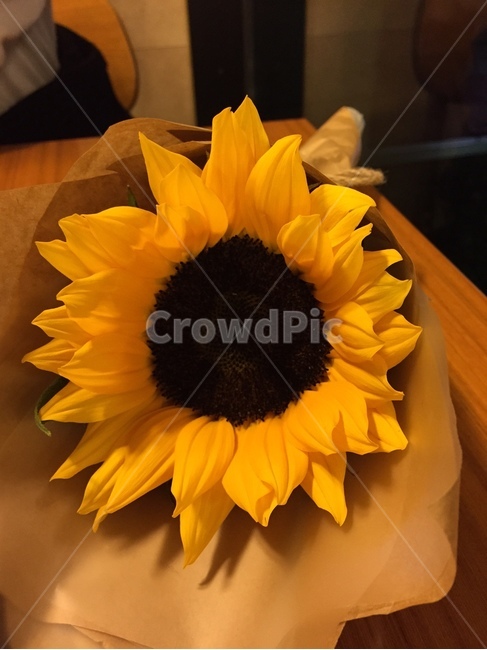 식물,꽃,해바라기,sunflower,꽃다발,flower,plant,blossom,식물,자연,plants,nature,꽃,flower