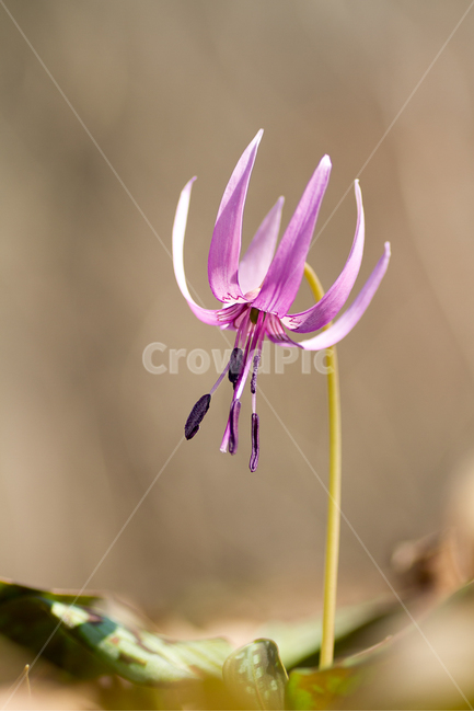 야생화,엘리지,화야산,봄,봄꽃,봄,계절,spring,season,식물,자연,plants,nature,꽃,flower,plant,anther,꽃밥,blossom
