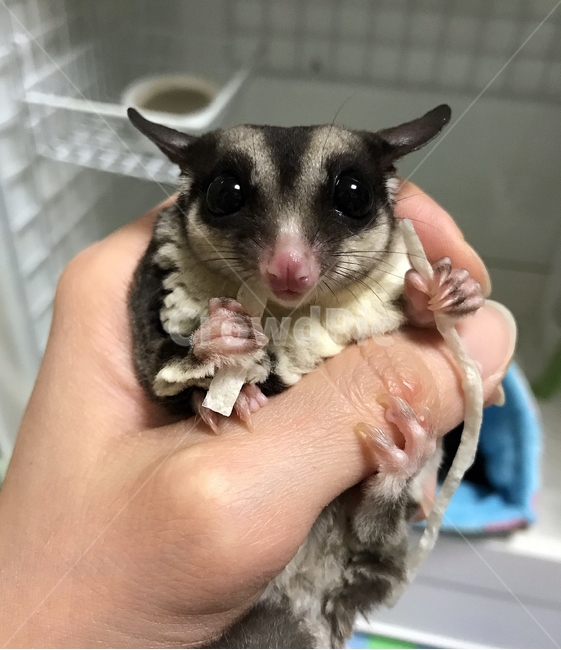 Pets,squirrel,sugar glider,flying squirrel,animals that eat food,animal,marsupial,mammalia,pet,Feeding