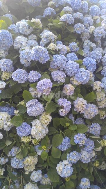 수국,보라색,파란색,분홍색,6월,7월,자주색,봄,여름,진심,변덕,flower,꽃,plant,식물,blossom,초목
