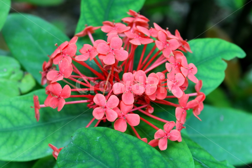 익소라,익소라꽃,꽃,식물,나무,자연,붉은색꽃,나뭇잎,빨간색꽃,식물,자연,plants,nature,꽃,flower