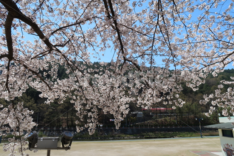 벚꽃,cherryblossom,blossom,꽃,봄,봄꽃,하늘,봄날씨,벚꽃만개,만개,개화,벚꽃개화,spring,봄풍경,도심,도시,식물,plant
