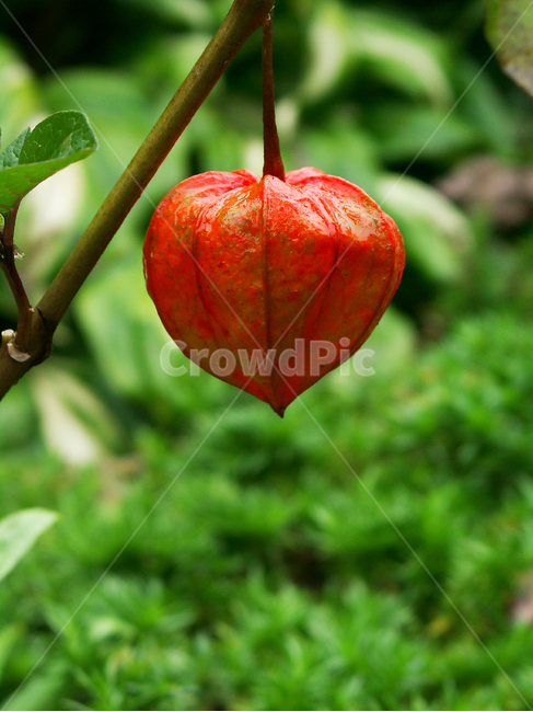 꽈리,꽈리열매,관상식물,식물,꽈리재배,과일,열매,fruit