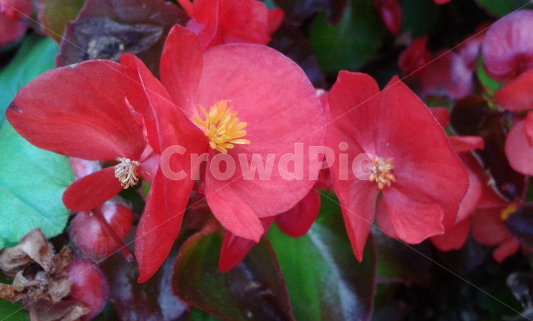plant,식물,flower,꽃,blossom,식물,자연,plants,nature