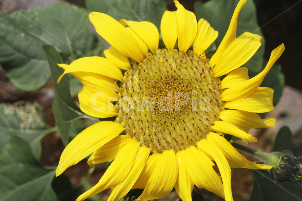 해바라기,sunflower,꽃,flower,plant,식물,blossom,식물,자연,plants,nature,꽃,flower