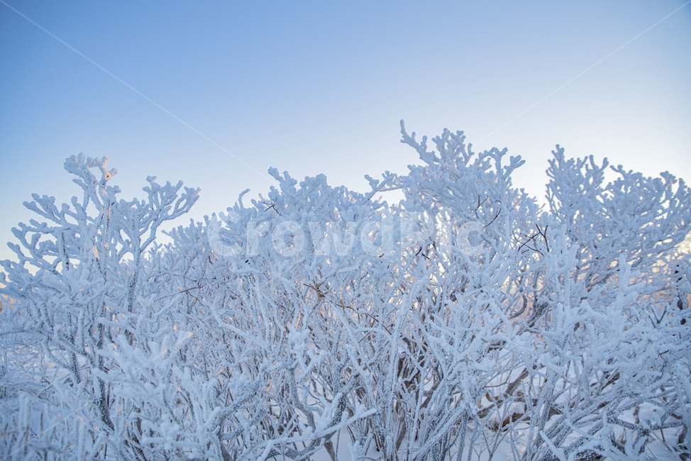 설산,태백산,겨울산,겨울,상고대,풍경,산,겨울풍경,눈꽃,nature,자연,눈,snow,겨울,계절,winter,season,자연,풍경,nature,landscape