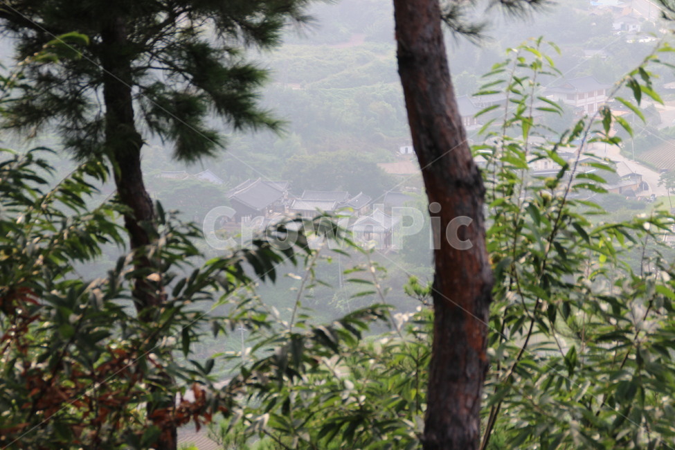 도동서원,건축,서원,dodong,architecture,confucianacademy,식물,자연,plants,nature,나무,trees,wood