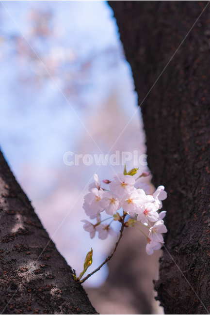 벚꽃,봄,벚나무,꽃,하늘,오후,봄,계절,spring,season,식물,자연,plants,nature,꽃,flower,plant