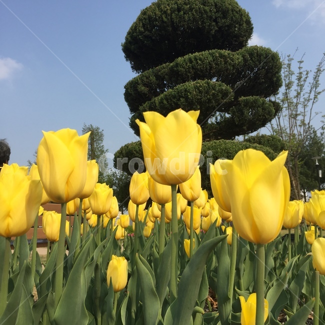 꽃,툴립,봄,노랑,풍경,식물,자연,plants,nature,꽃,flower