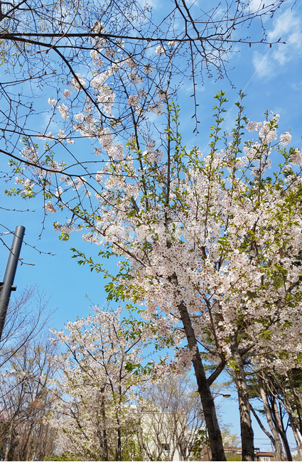 벚꽃,하늘,봄,구름,cherryblossoms,식물,자연,plants,nature,꽃,flower