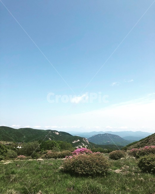 산,꽃,풍경,자연,감성,봄,여름,진달래,자연,풍경,nature,landscape,outdoors,옥외