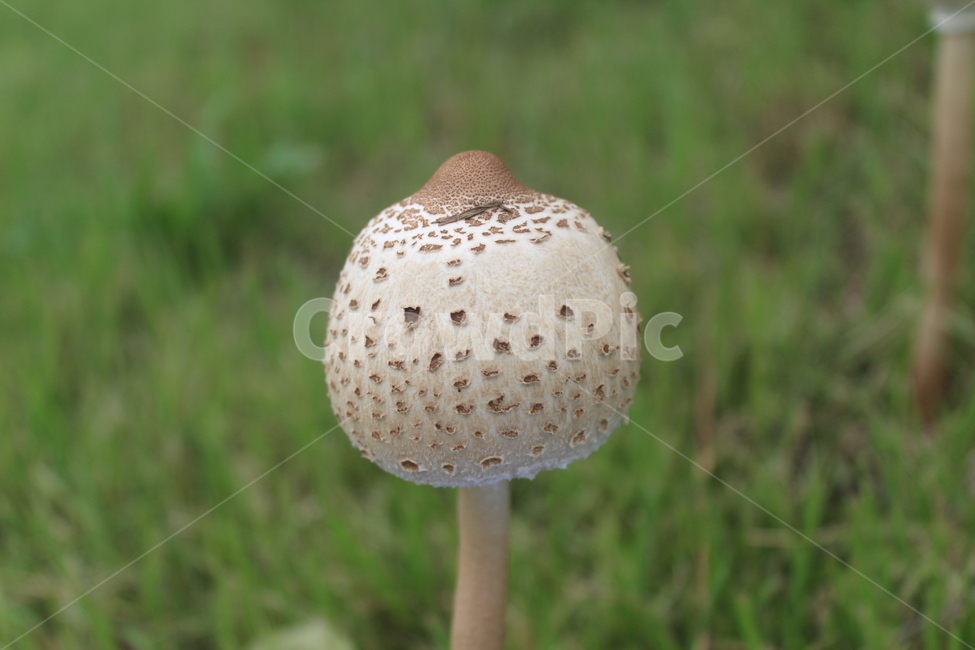 fungus,진균류,plant,식물,버섯,식물,자연,plants,nature,버섯,mushroom