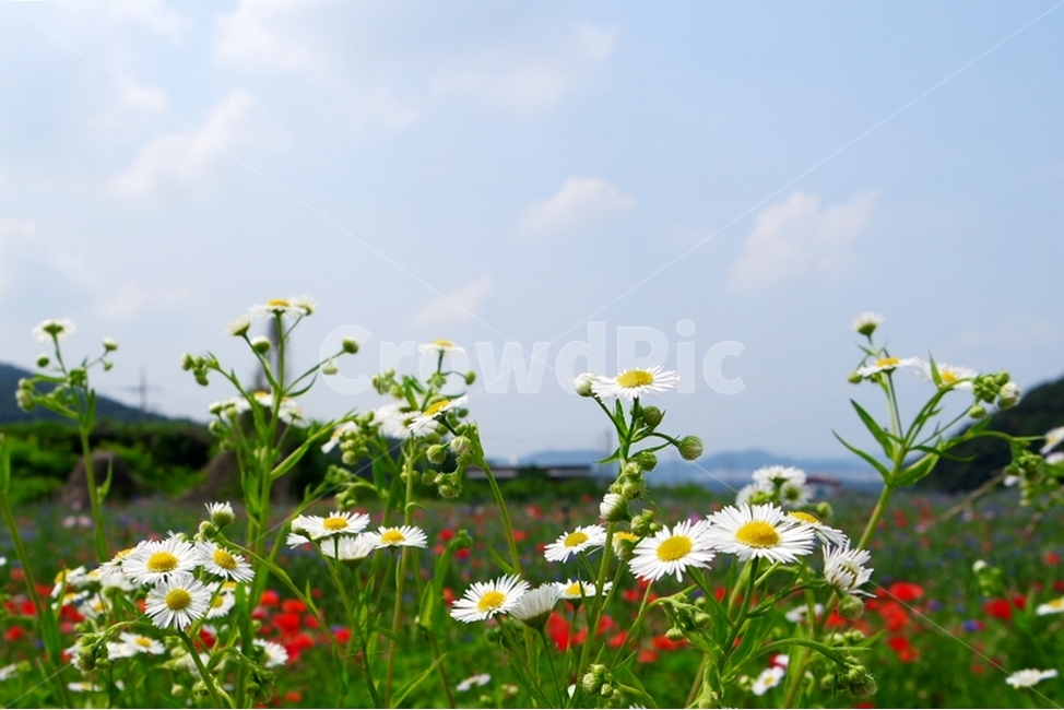 꽃,꽃사진,자연,식물,꽃배경,식물,자연,plants,nature,꽃,flower