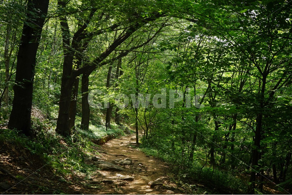 나무,초록,그늘,숲,신록,woods,green,shadow,forest,자연,nature,힐링,휴식,시원함,고요함,healing,relaxation,cool,calm,forestbathing,freshness,자연,풍경,nature,landscape,휴식,힐링,rest,relaxation,healing,path,통로,ground,바닥,vegetation,초목,plant,식물,tree