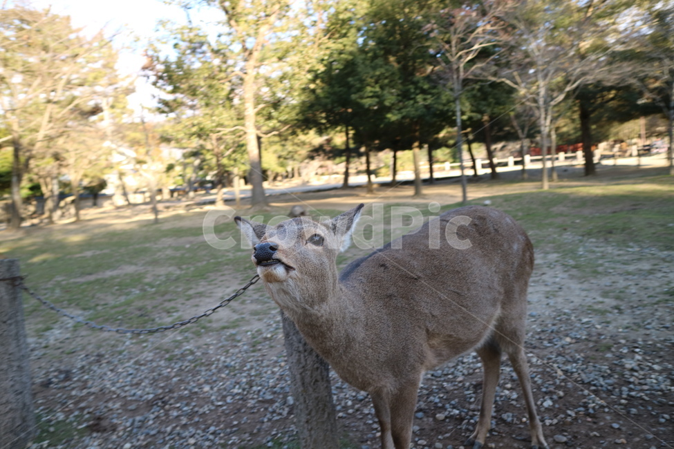 오사카,사슴,공원,사슴공원,아기사슴,자연,일본,동물,animal,포유류,mammal