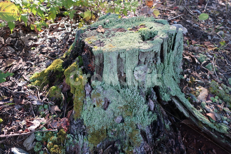 treestump,고목,썩은나무,나무,그루터기,생명력,새생명,식물,자연,plants,nature,나무,trees,wood