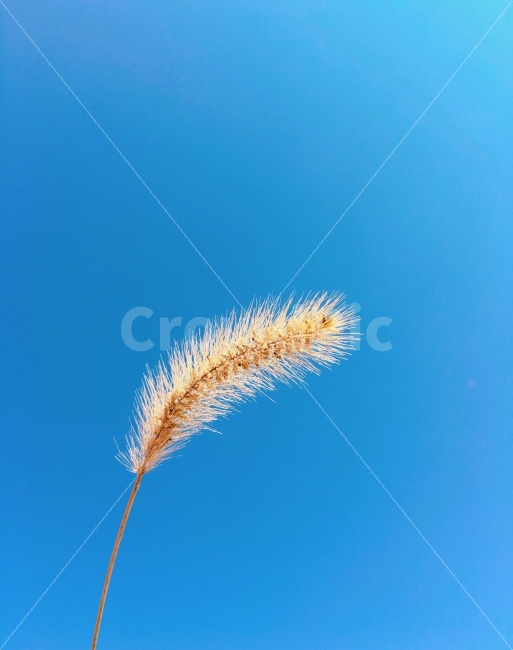 하늘,가을,맑음,사진,한국,산책,일상사진,데일리,아이폰,날씨,강아지풀,자연,자연사진,photo,photography,fall,autumn,korea,sky,natural,iphone,가을,계절,fall,autumn,season,식물,자연,plants,nature,grass,잔디,plant,lawn,reed,갈대