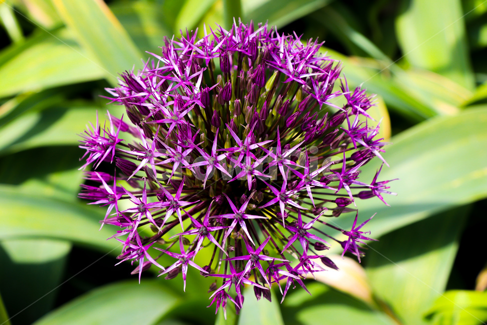 꽃,식물,봄,flower,blossom,purple,보라색,plant,식물,자연,plants,nature,꽃,flower