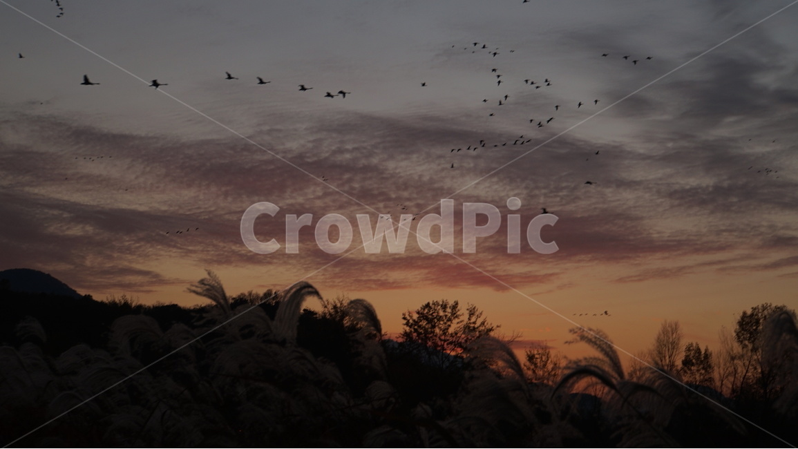 주남저수지,억새,철새,노을,해질녘,sunset,자연,풍경,nature,landscape,flock,대군,animal,동물,bird,새