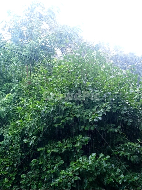 비,rain,나무,여름,나뭇잎