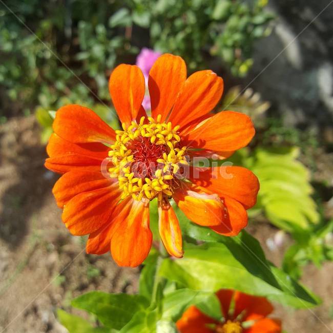 plant,식물,화분,꽃,pollen