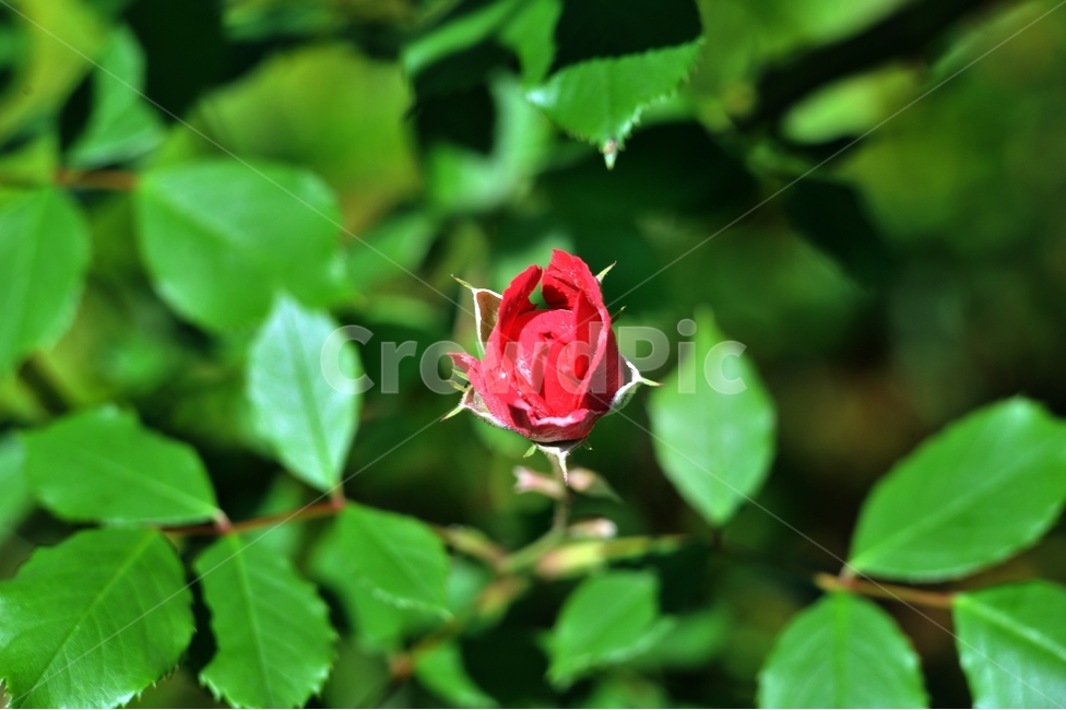 장미,식물,꽃,빨깐꽃,여름꽃,오월,rose,식물,자연,plants,nature,꽃,flower