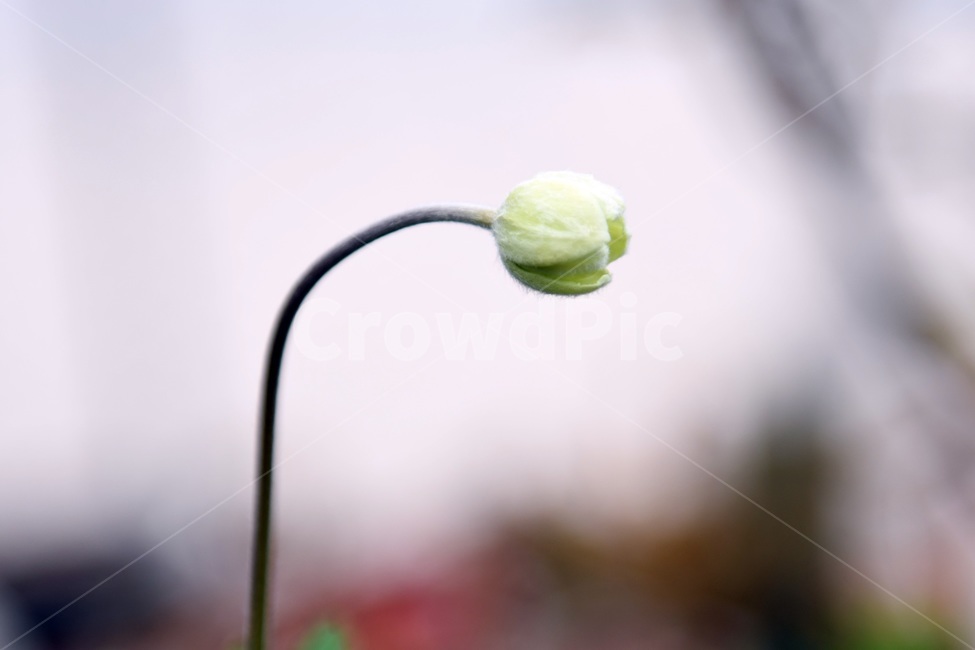 식물,꽃,감성사진,자연,flower,꽃사진,봄,봄꽃,계절,감성,4월,spring,힐링,자연풍경,풍경,식물,자연,plants,nature