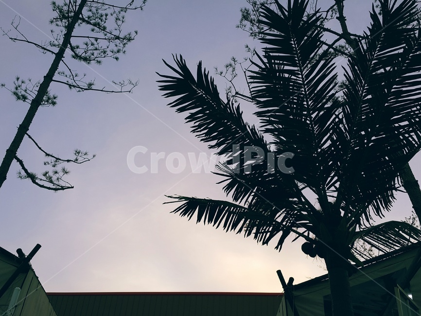 분위기,야자수,하늘,감성,쓸쓸함,자연,풍경,nature,landscape,tree,나무,plant,식물,silhouette,실루엣