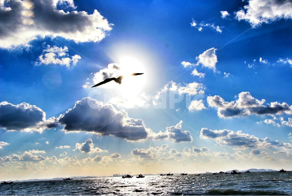 안산,궁평항,갈매기,구름,바다,자연,풍경,nature,landscape,animal,동물,bird,새,outdoors,옥외,sky,하늘,azure sky,푸른 하늘