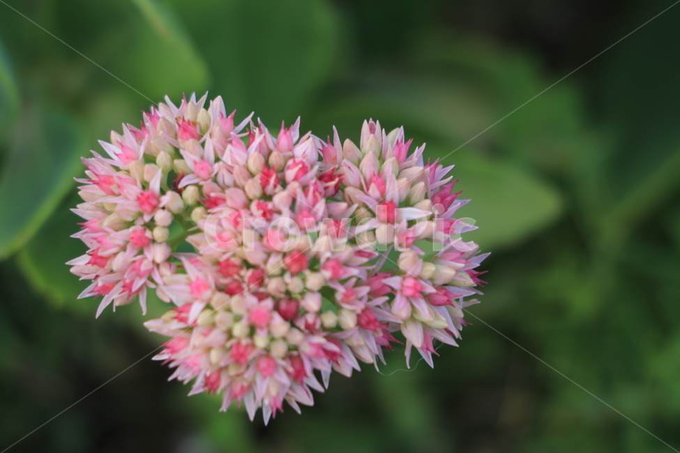 꽃,들꽃,야생화,flower,wildflower,식물,자연,plants,nature,꽃,flower