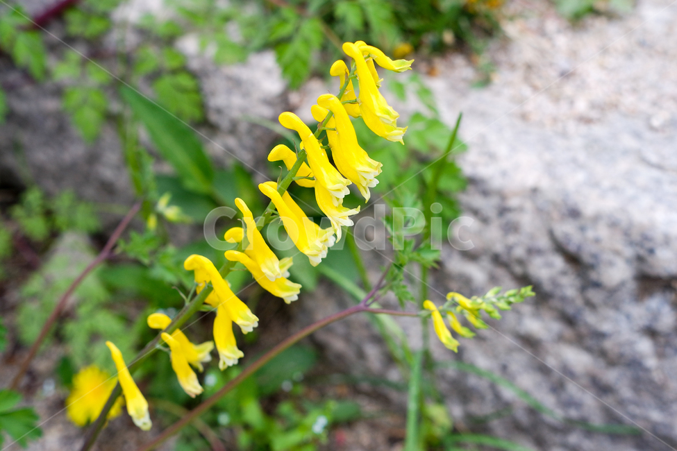 Goebul Pouch Flower,yellow mountain massif sac,flower bed,nature,massif fire bag,massif fire sac flower,spring flower bed,flower,spring flowers,spring,Outfocusing,plants,plant,spring day,park