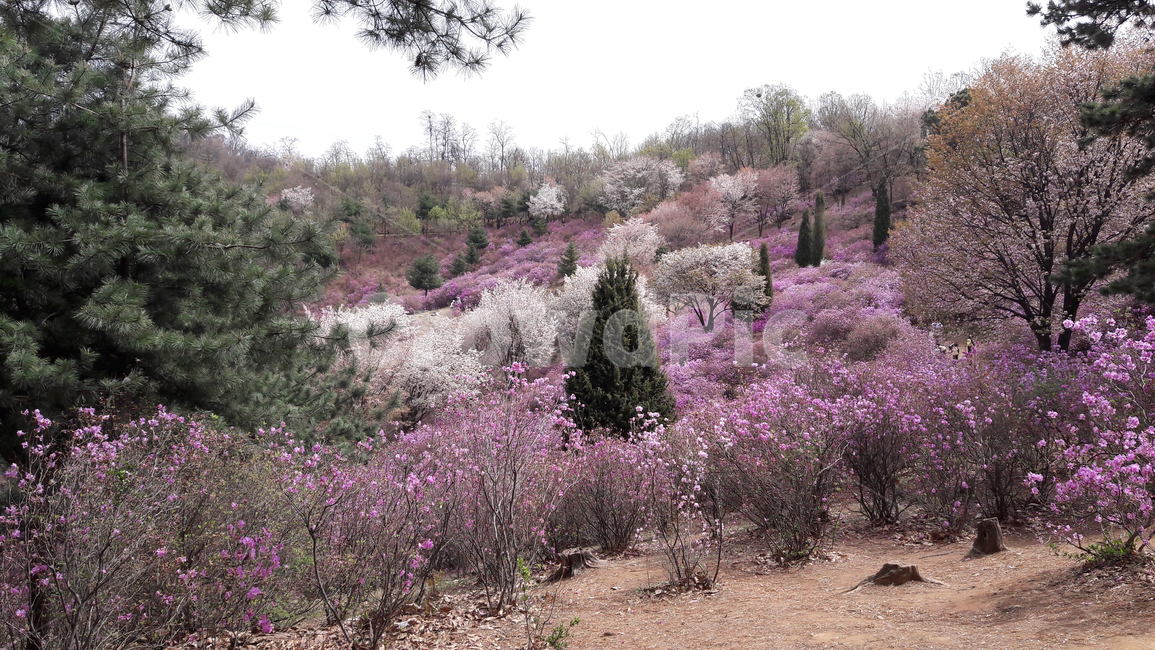 봄,진달래,azalea,나무,knoll,tree,꽃가지,봄,계절,spring,season,자연,풍경,nature,landscape,plant,식물