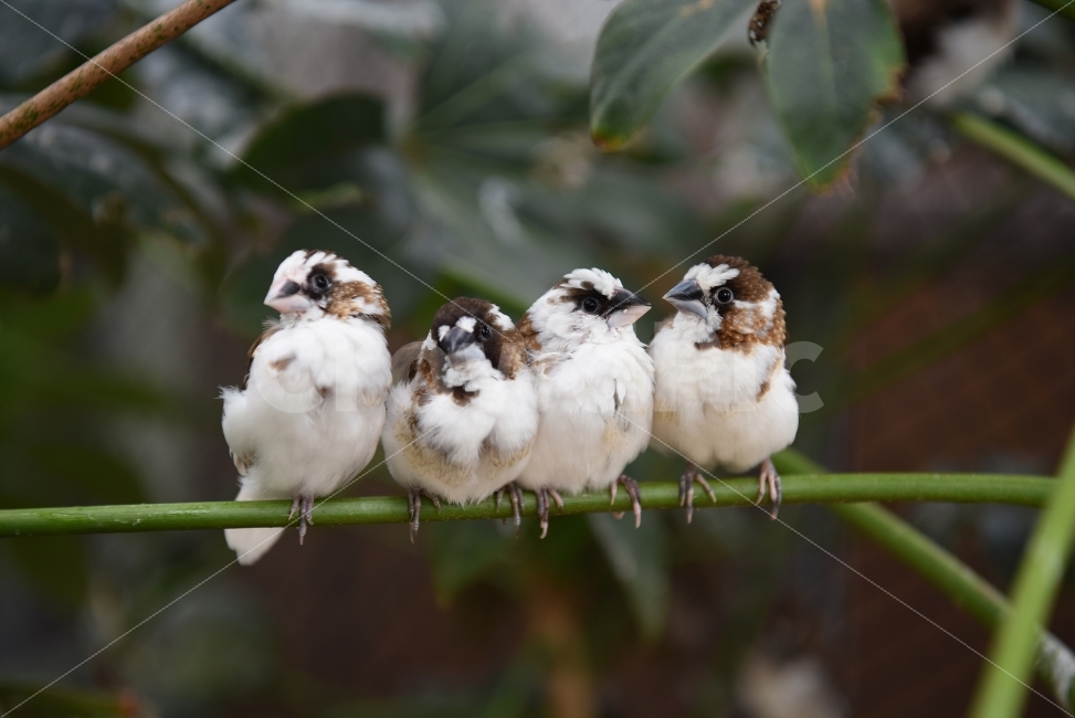 가족,새,동물,귀여움,휴식,조류,모임,동물,animal,조류,새,birds,가족,패밀리,family