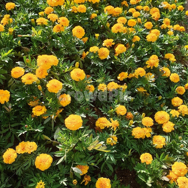 꽃,감성,풍경,flower,yellowflower