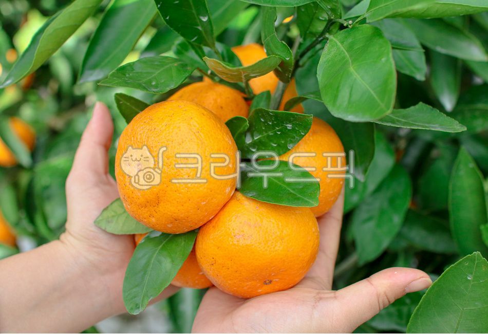 orange,mandarin,citrus fruits,green,fruit,Jeju Island tangerines,plant,Jeju Tangerine,Orange,Jeju tangerines,tangerines