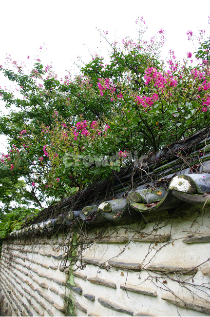 전통가옥,기와지붕,담장,배롱나무,꽃,식물,plant,한국전통,한국문화,korean traditional,korean culture,건축물,건물외관,exterior,building,structure,architecture,construction