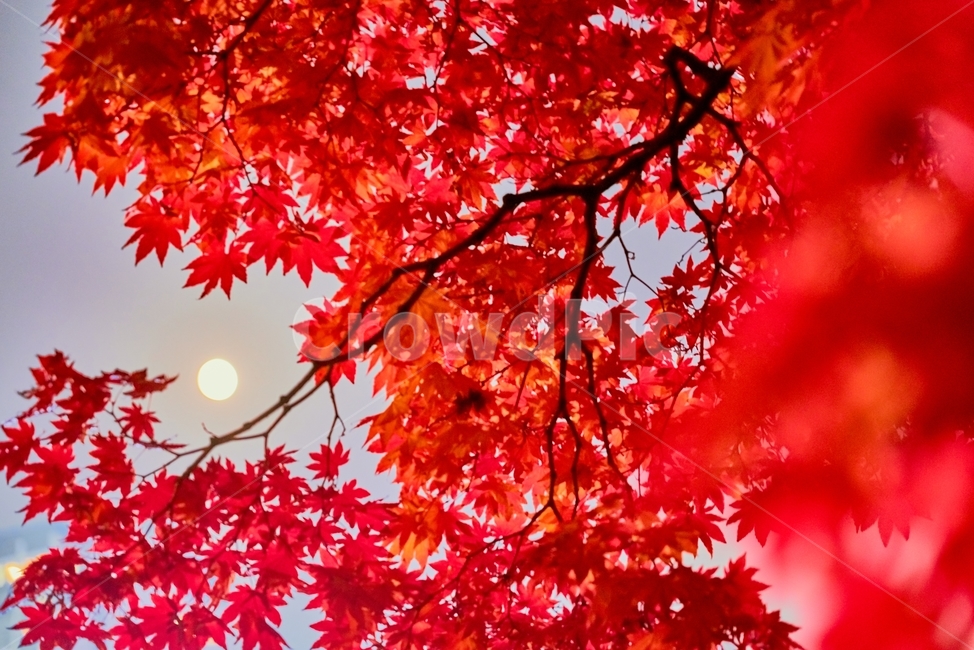 보름달,단풍,나뭇잎,나무,단풍나무,가을,계절,fall,autumn,season,자연,풍경,nature,landscape,leaf,잎,plant,식물,tree,maple
