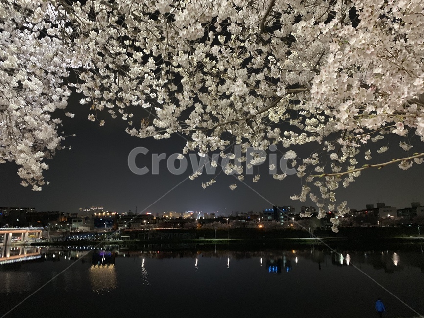 plant,cherryblossom,벚꽃,flower,밤,봄,밤마실,봄,계절,spring,season,식물,blossom,꽃,cherry blossom