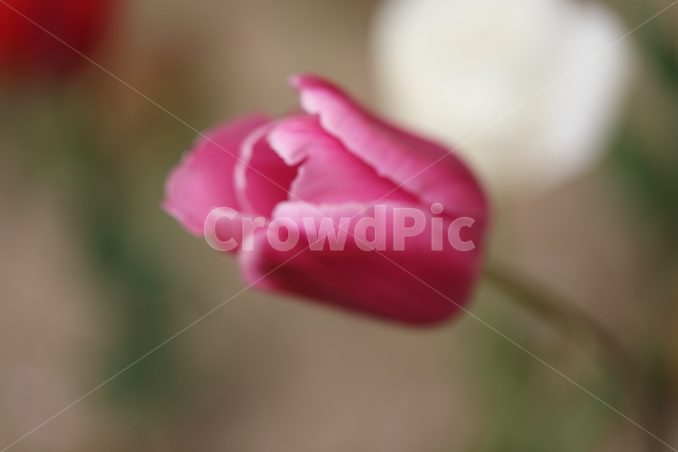 꽃,튤립,꽃밭,봄,계절,자연,색깔,tulips,flower,nature,season,spring,park,field,colors,colorful