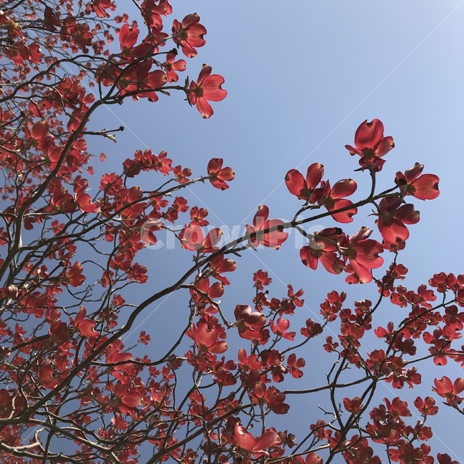 꽃,꽃나무,분홍색꽃,하늘꽃,봄,flower