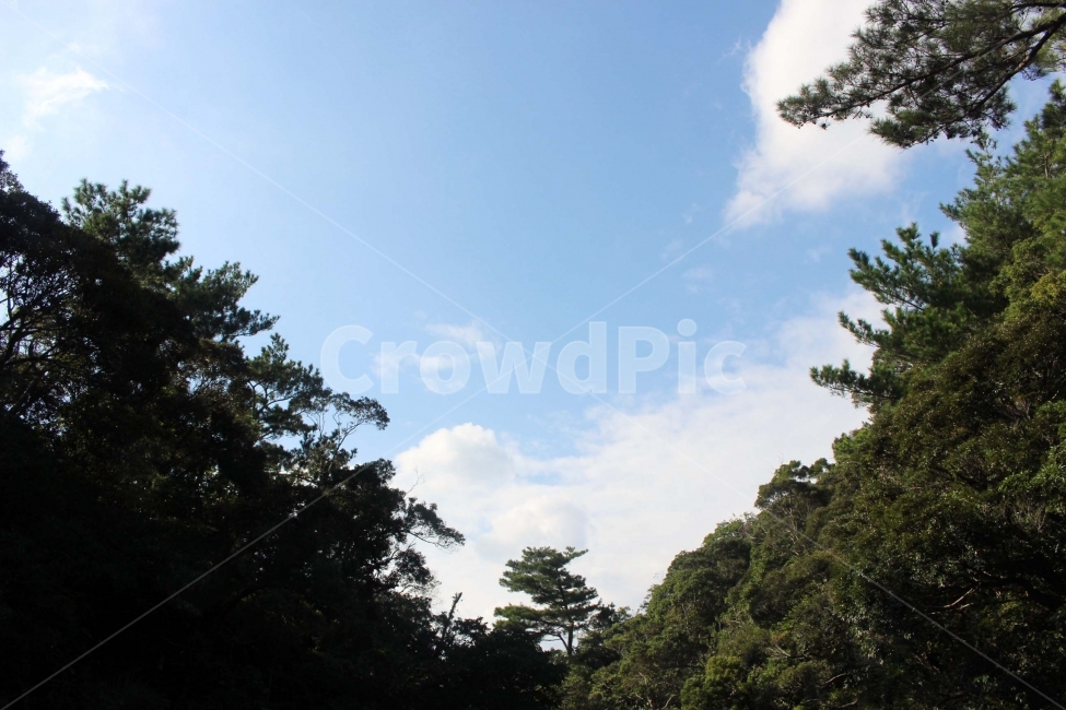 하늘,구름,자연,숲,산림,식물원,산림욕,야외,나들이,나무,sky,tree,cloud,산,자연,풍경,nature,landscape,plant,식물,outdoors,옥외