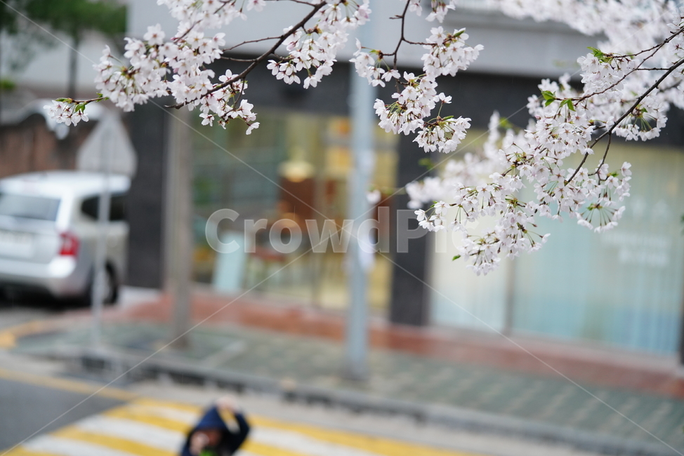꽃,벚꽃,봄,계절,플라워,화이트,흰색,하얀색,생물,감성,느낌,식물,flower,spring,white