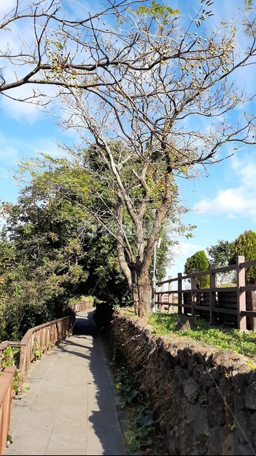 하늘,구름,나무,자연,풍경,파란하늘,가을하늘,outdoors,옥외,garden,정원,arbour,정자